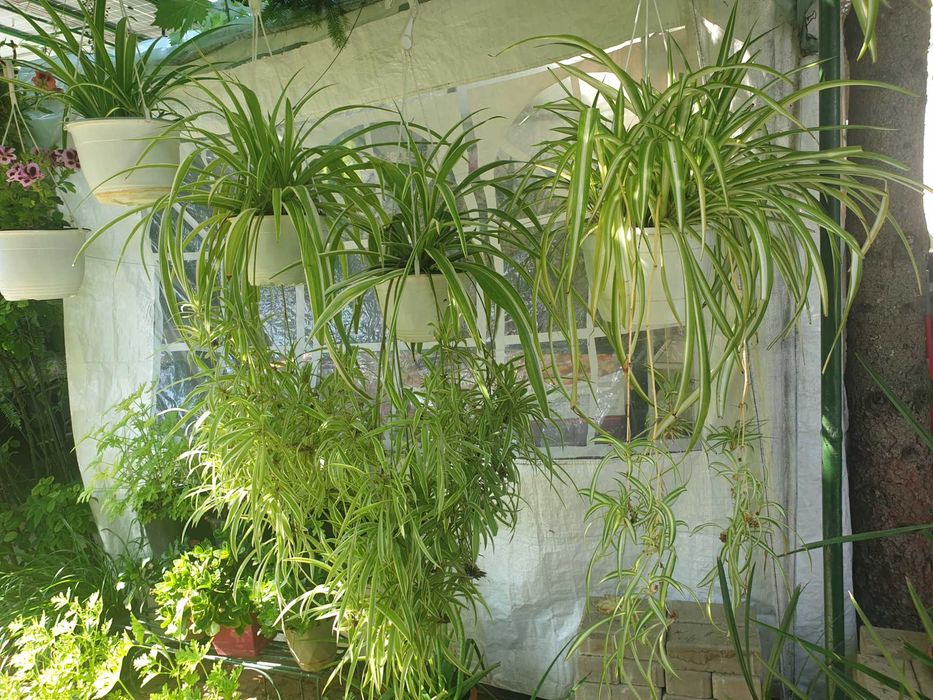 Vand plante la ghiveci