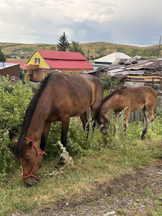 Продам 3 кобылы и жеребенка