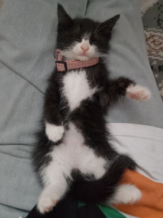 Отдам котёнка в добрые руки