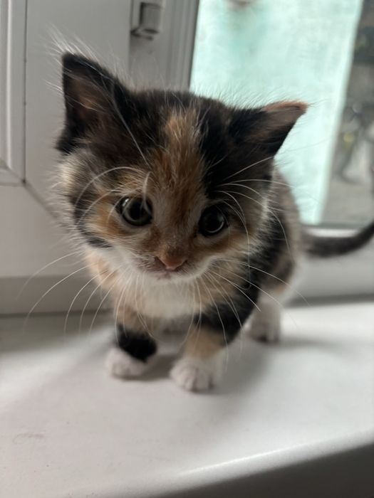 Отдам красивую кошечку