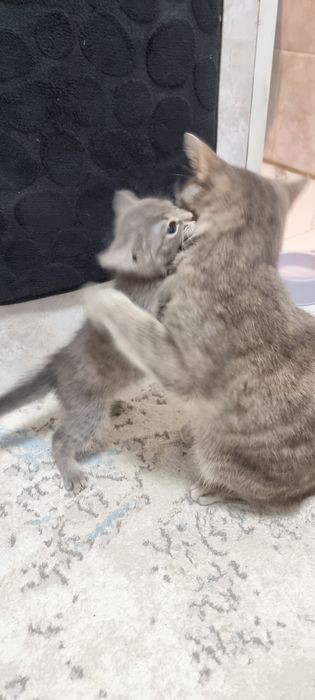 Котёнок 3 месяца