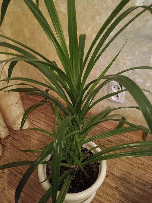 Комнатные цветы.