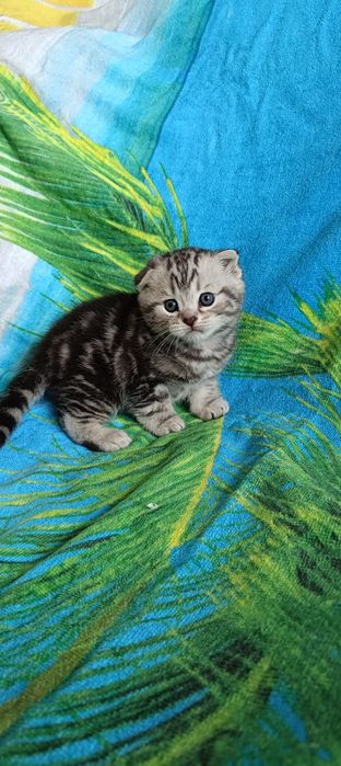 Шотландская вислоухая кошка