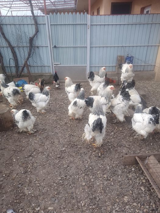 Ouă de găini brahma herminat deschis