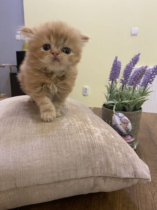 Персийски бебета котета