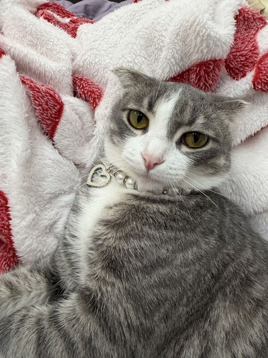 Шотландская кошка, 1 год
