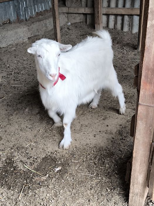 Орыс ешкілер сатылады