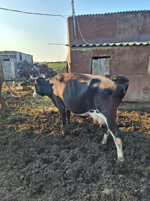Продам корову молочный породы