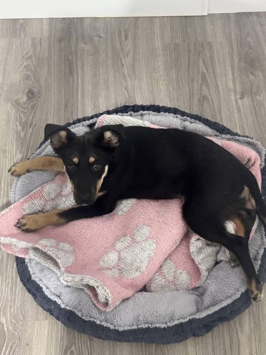 Малышка  ищет тёплый дом