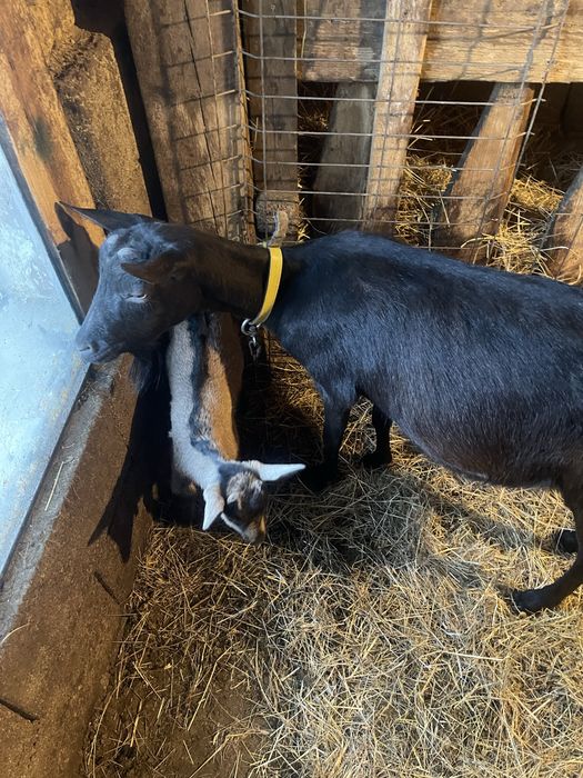 Vand capre alpin francez