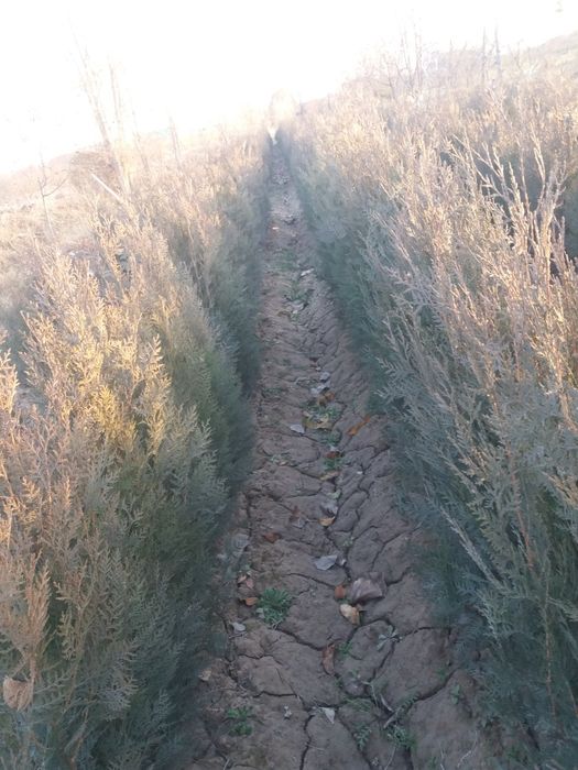 мевалий кочатлар сотилади