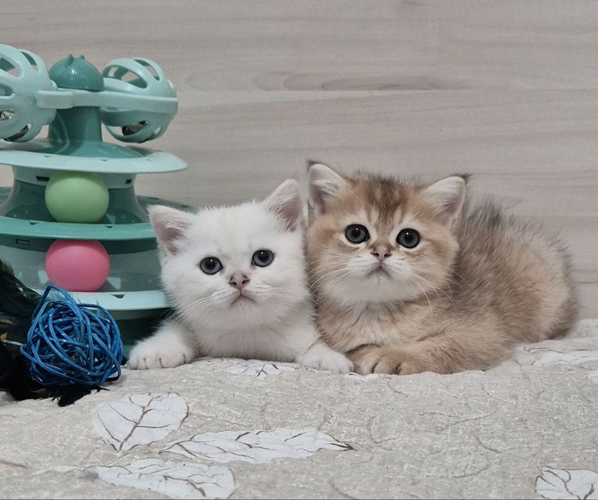 Чистокровные шиншиллы