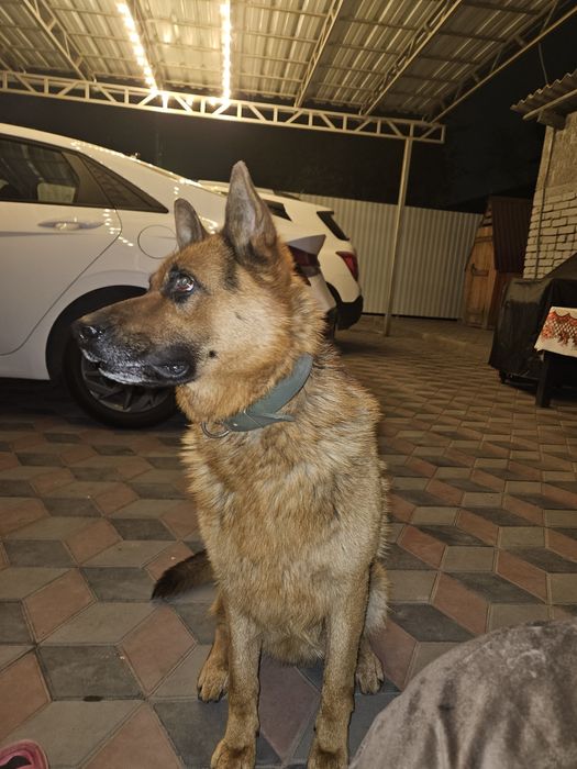 Кабель ищет подругу