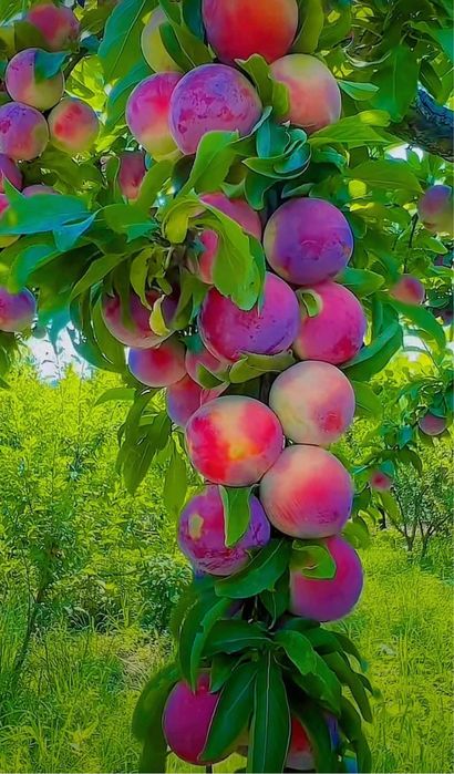 Pomi Fructiferi Columnari Și Dwarf (pitici) Certificați Anul 3