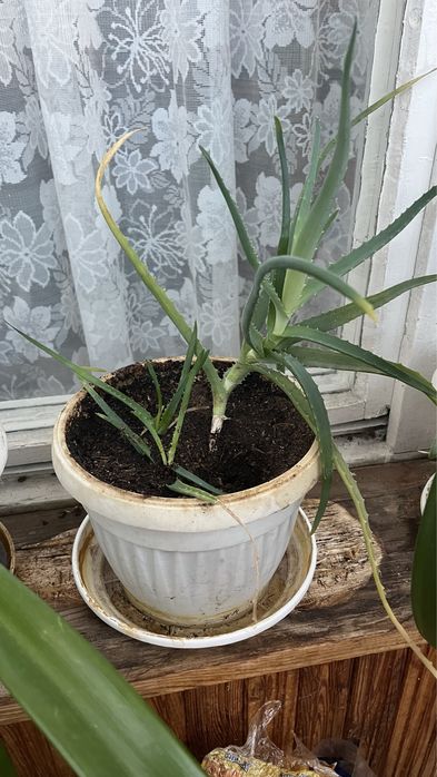 Спешно!!!Алое вера в саксия