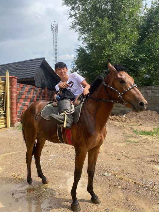 Қунан сатам пул керек