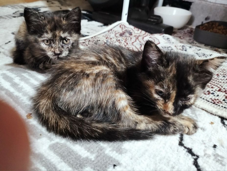 Милые котята в добрые руки