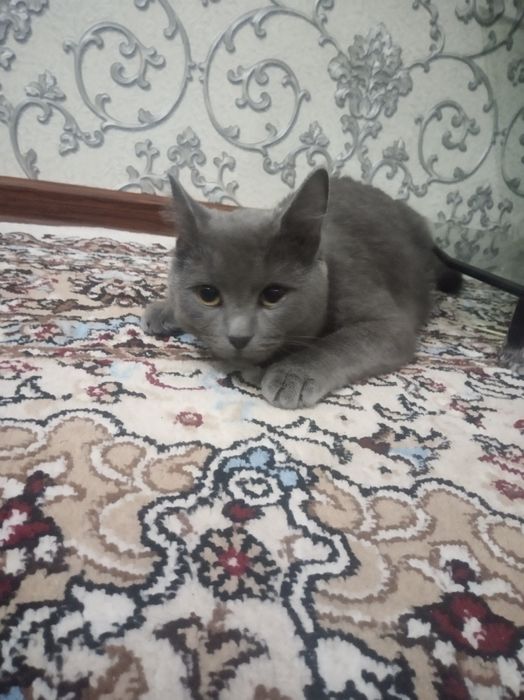 Продаёотся кот британетс