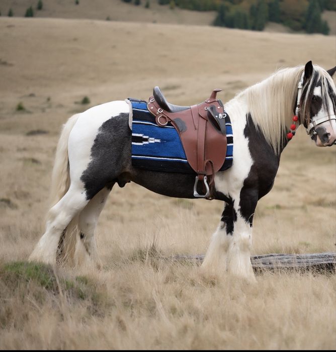 Armasar gypsy vanner pentru reproducere