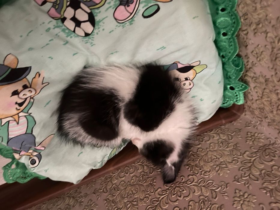 Котенок 40 дней, отдам в добрые руки