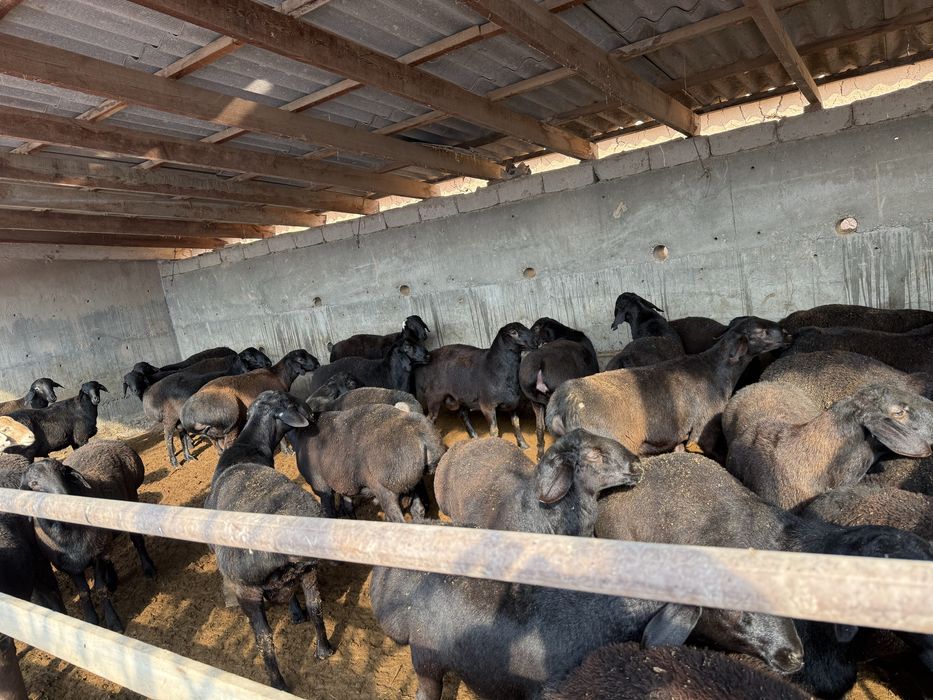 Qo’chqorlar sotiladi yoshga tolmagan hali