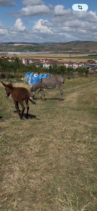 De vanzare familie de măgaruși