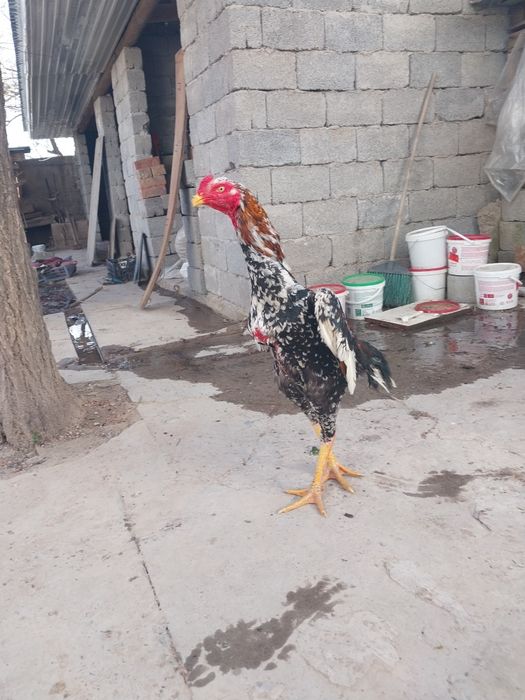 Срочно продам петух