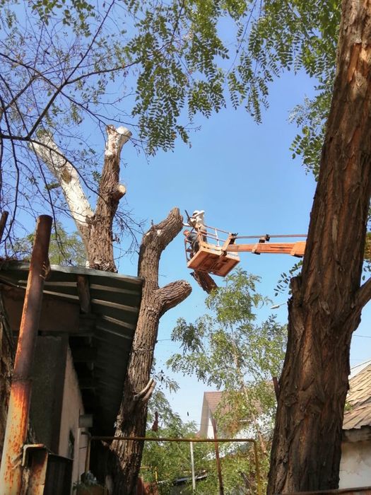 Спил деревьев любой сложности