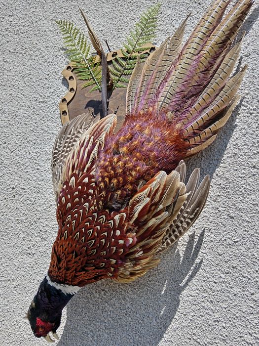 Препариран мъжки фазан