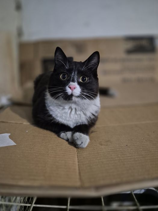 Отдам котят в хорошие руки