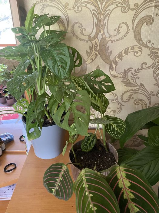 Колеусы,монстера,маранта,женское счастье