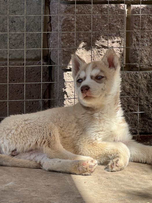 Сибирский хаски девочка