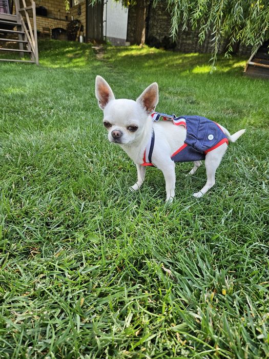 Вязка кобёлек чихуахуа.