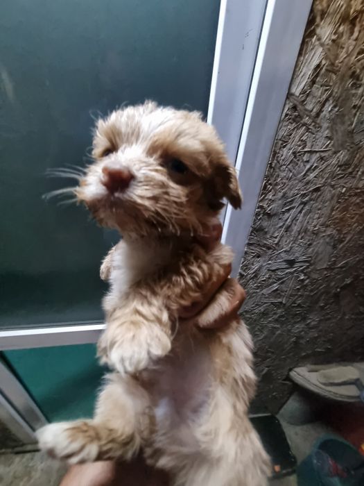 Pui Bichon metis cu Soricar
