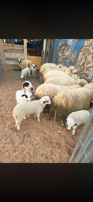 Carne miei si oi de vanzare