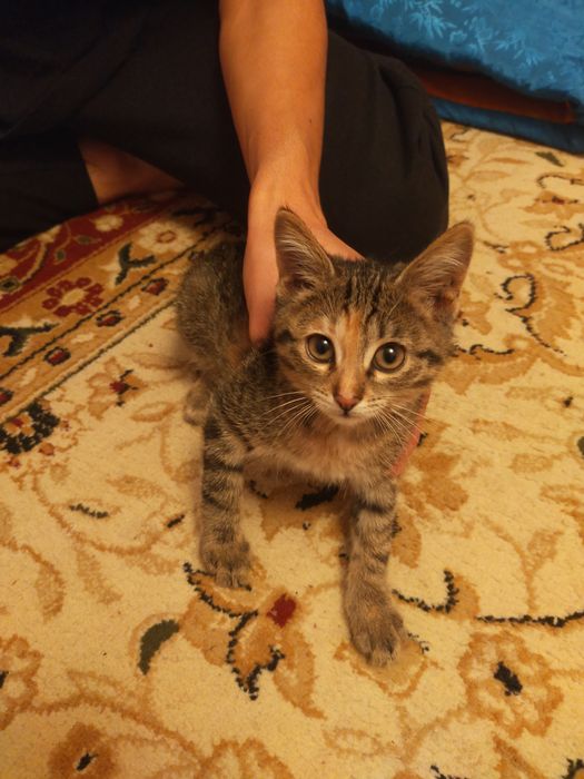 Котёнок девочка, Ищет дом. Отдам даром