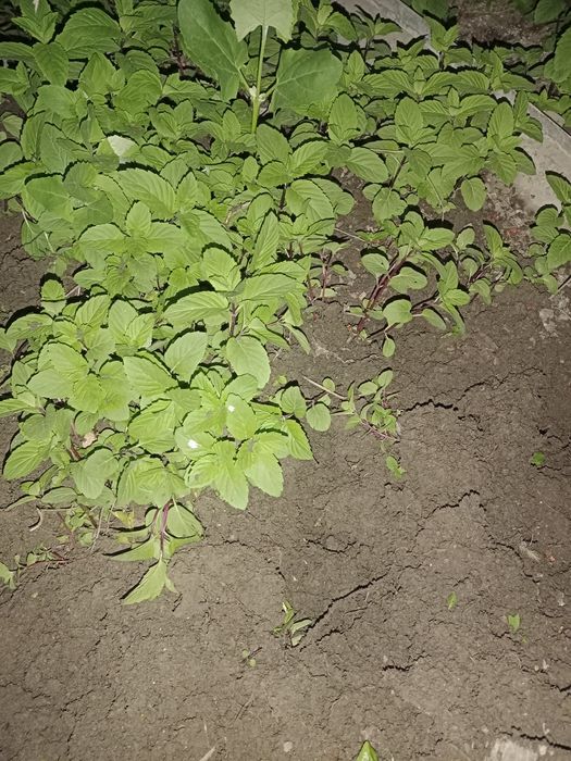 Мята  душистая быстро разрастающая