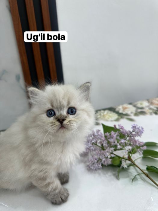 Zotdor mushuk bolalari