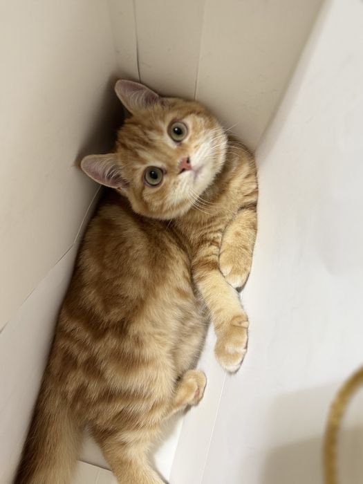 Шиншилла Страйт золотой окрос