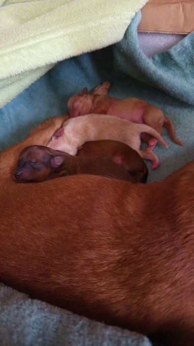 Продам,  щенков  той терьер