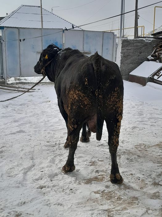 Продам  быка стоит на  откорме