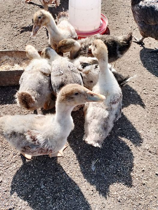Домашние утята...