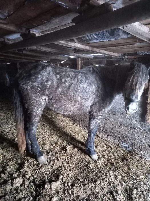 Лошадь 4х летка продам  или обменяю