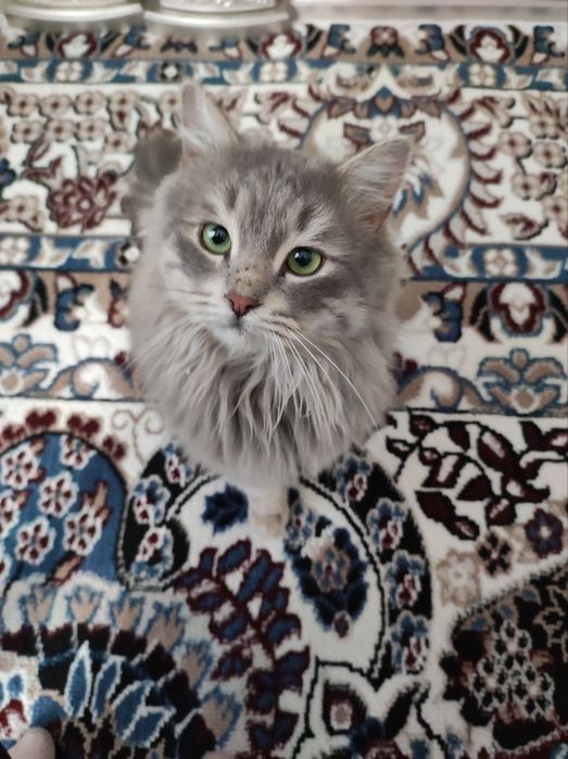 Кошка британская длиннашерстноя