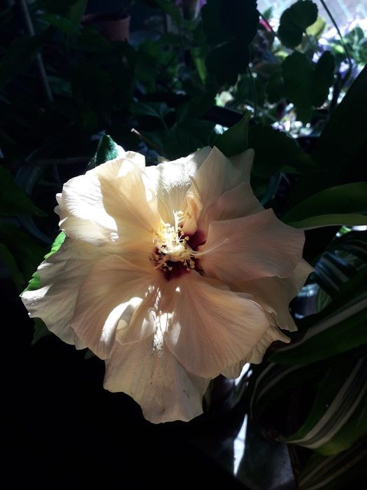 Продам гибискус комнатный