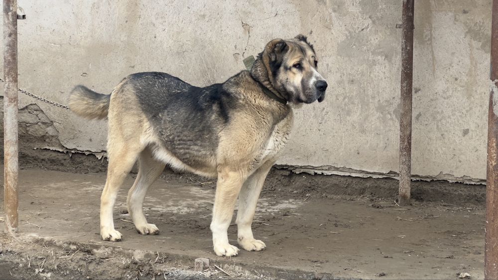 Ұрғашы төбет ірі ит