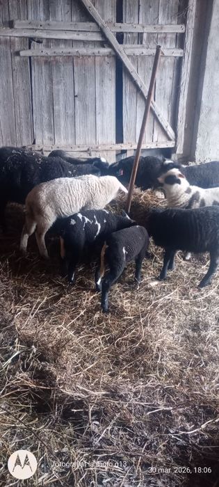 Vând mieide carne pentru sacrificat sau ținut