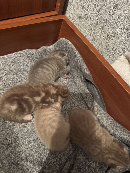 Продам котят шотланцев вислоухие