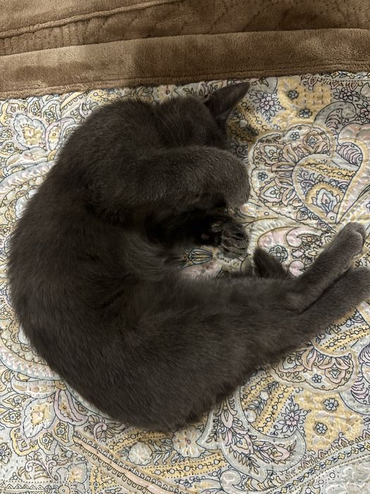 Котенок в добрые руки