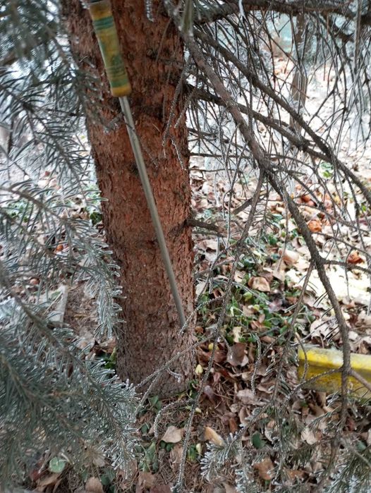 Голубая Ель больше 7 метров